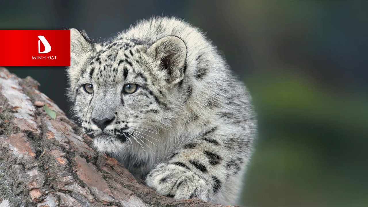 iOS 27: Bản Cập Nhật "Snow Leopard" Ưu Tiên Hiệu Suất